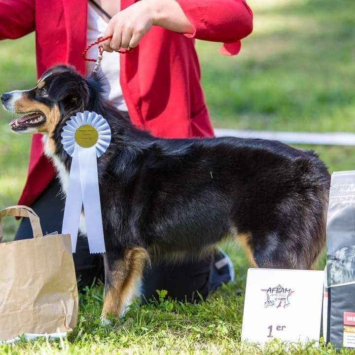 The rubis black of Fantasia Collies