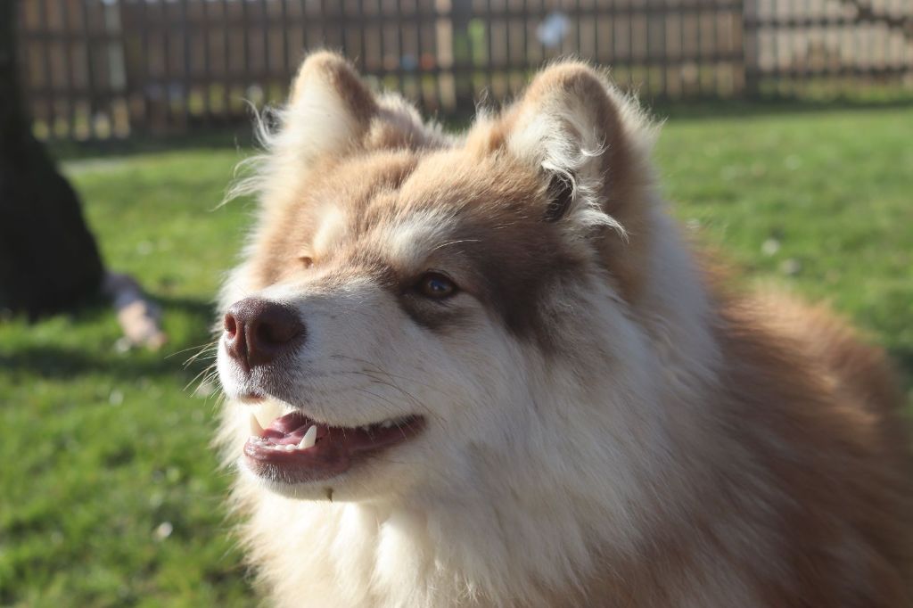 Roxy de la forêts aux ecureuils