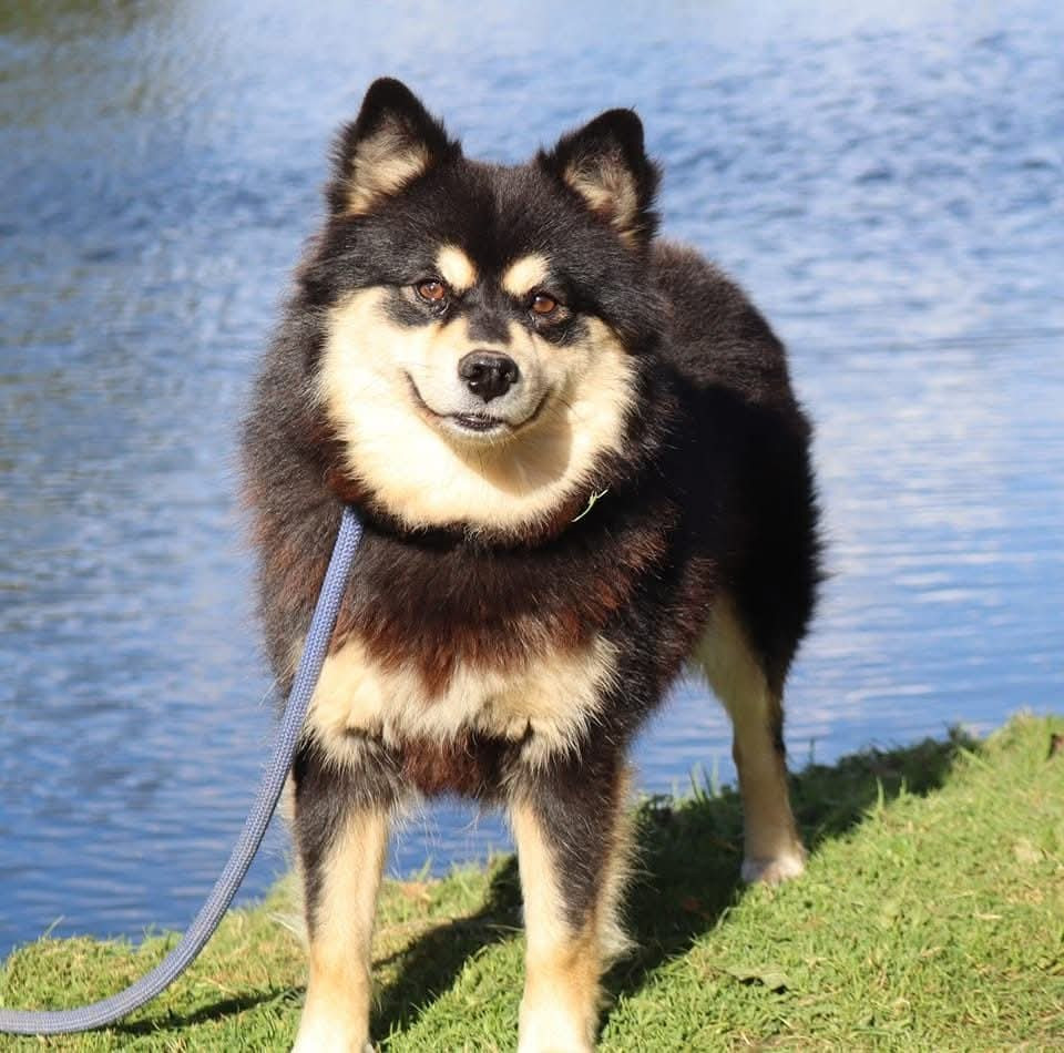 Umbrella du Mont de Saana