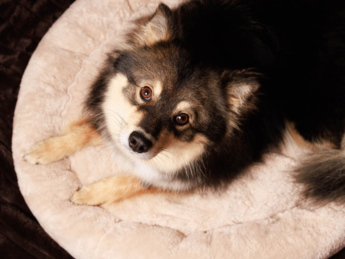 Urka du Mont de Saana