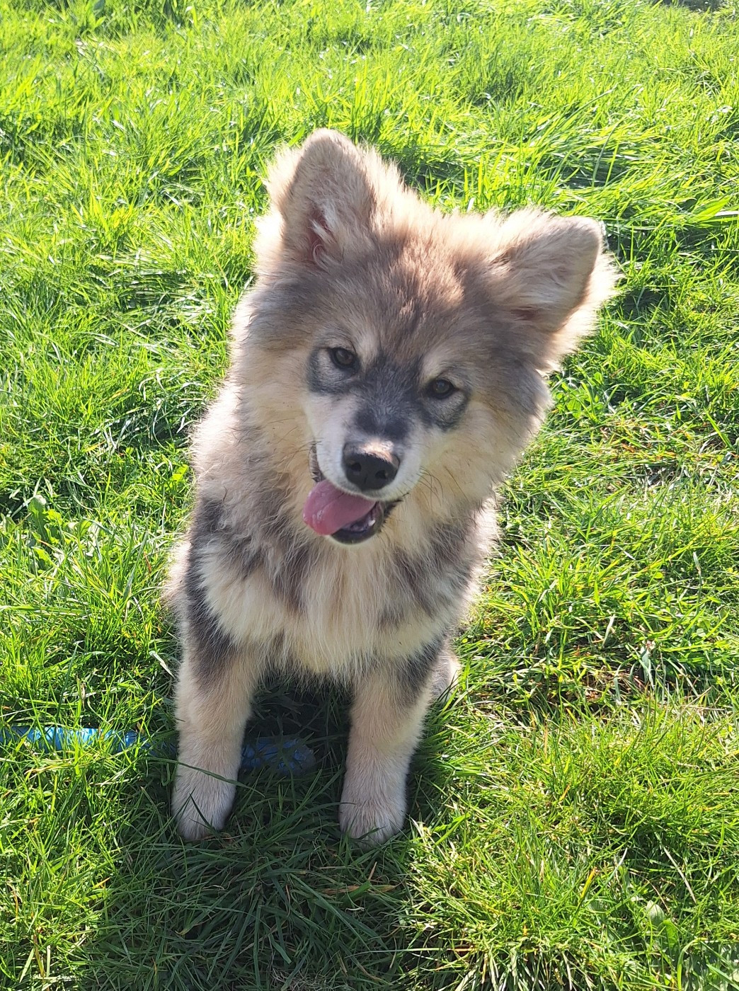 Alto chien finnois de laponie LOF