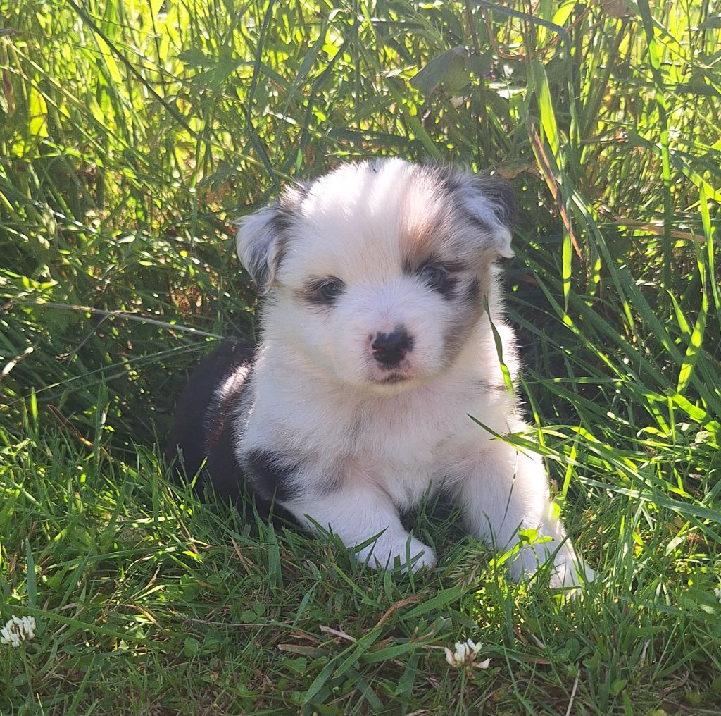 du Mont de Saana - Chiots disponibles - Berger Américain Miniature 