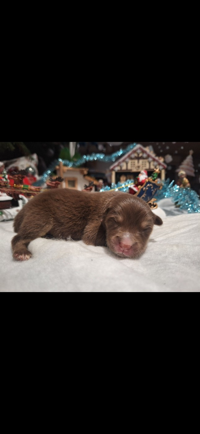 du Mont de Saana - Chiots disponibles - Chien finnois de Laponie