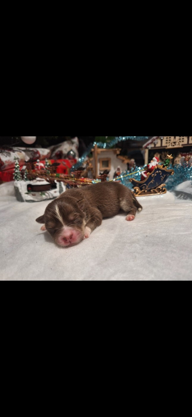 du Mont de Saana - Chiots disponibles - Chien finnois de Laponie