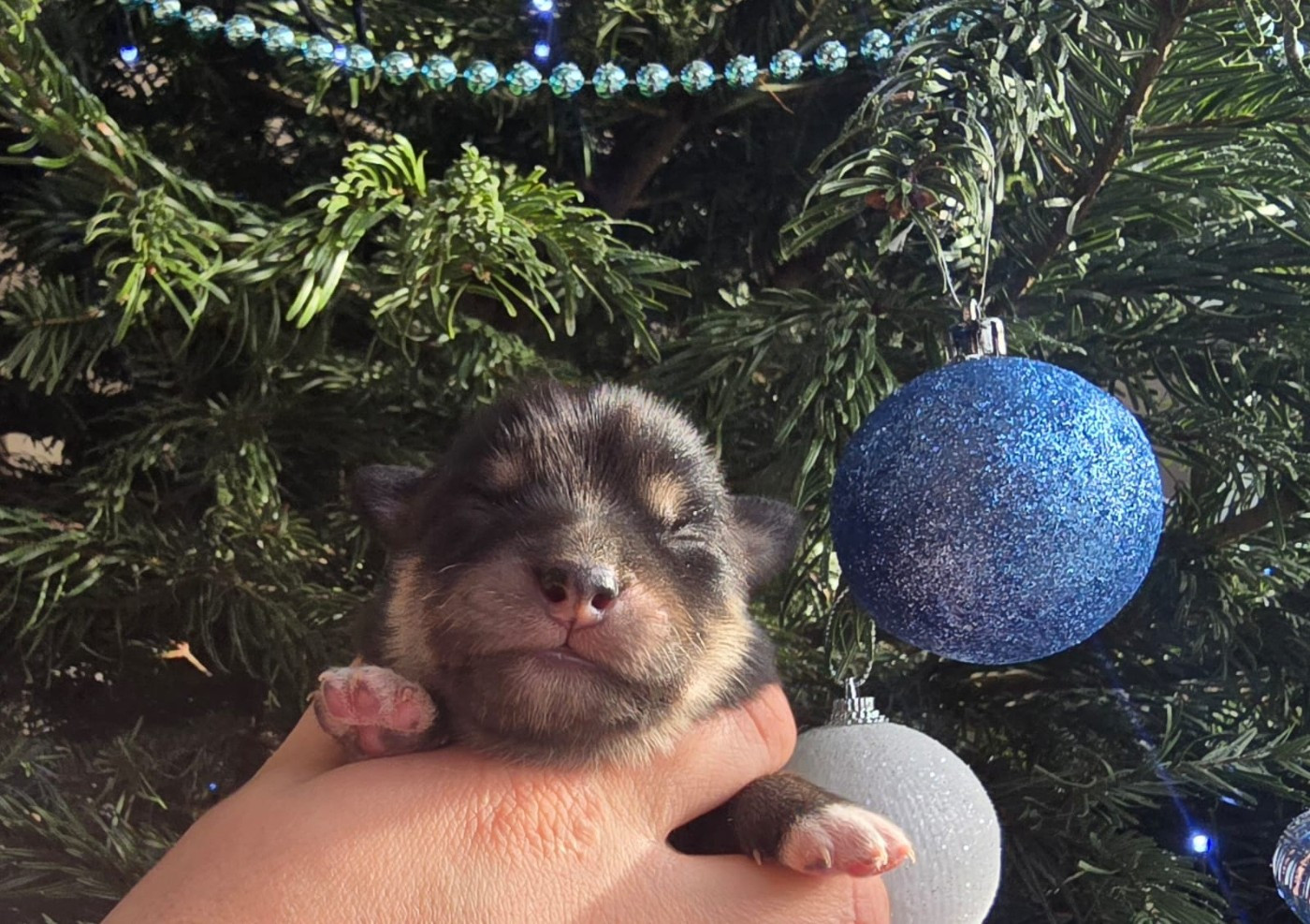 du Mont de Saana - Chiots disponibles - Chien finnois de Laponie