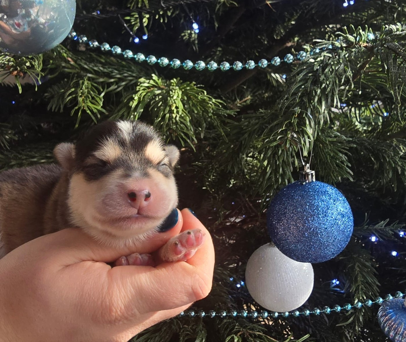 du Mont de Saana - Chiots disponibles - Chien finnois de Laponie