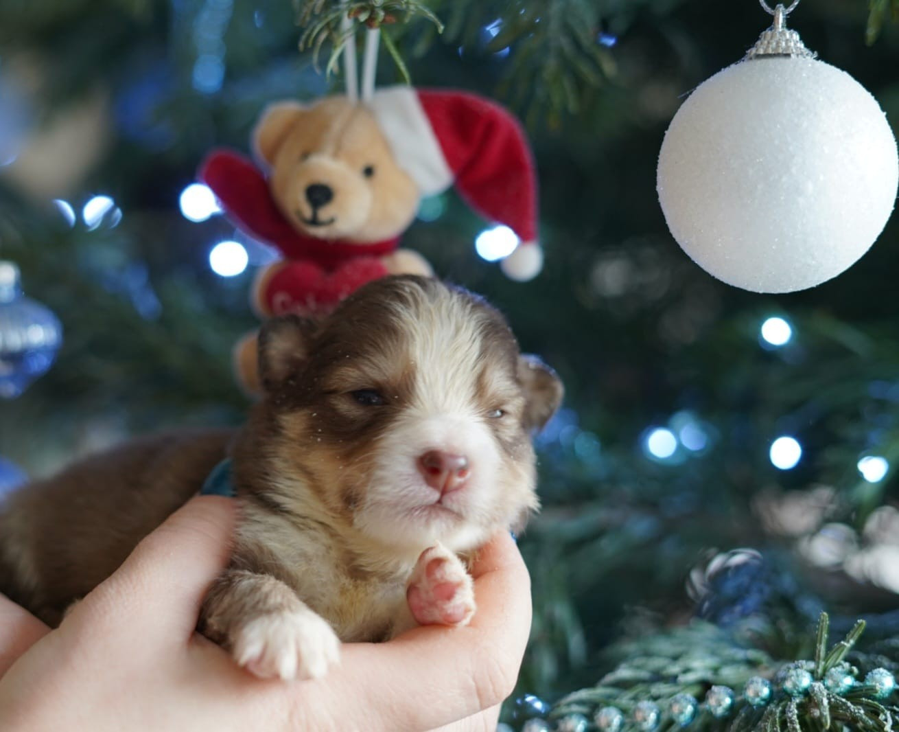 du Mont de Saana - Chiots disponibles - Chien finnois de Laponie