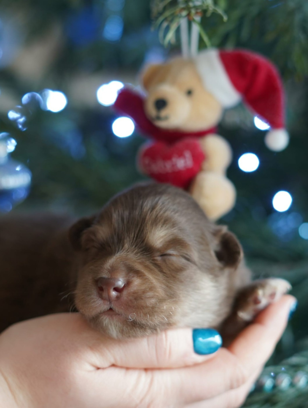 du Mont de Saana - Chiots disponibles - Chien finnois de Laponie