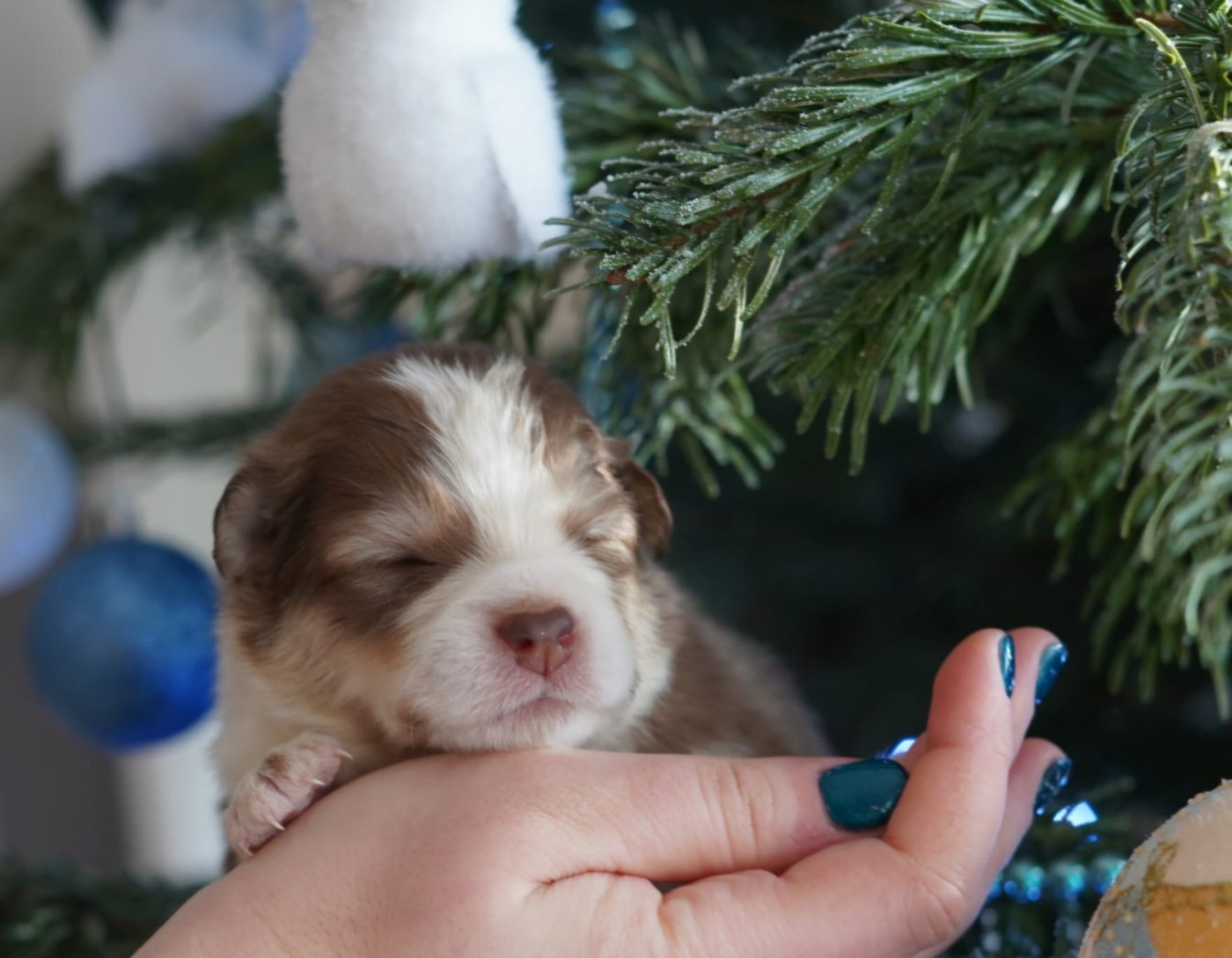 du Mont de Saana - Chiots disponibles - Chien finnois de Laponie