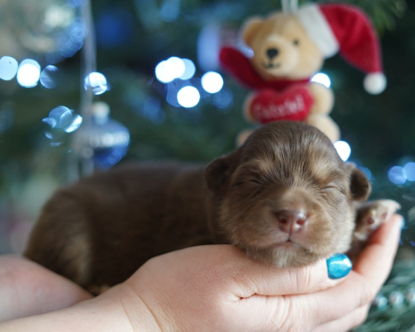 du Mont de Saana - Chiots disponibles - Chien finnois de Laponie