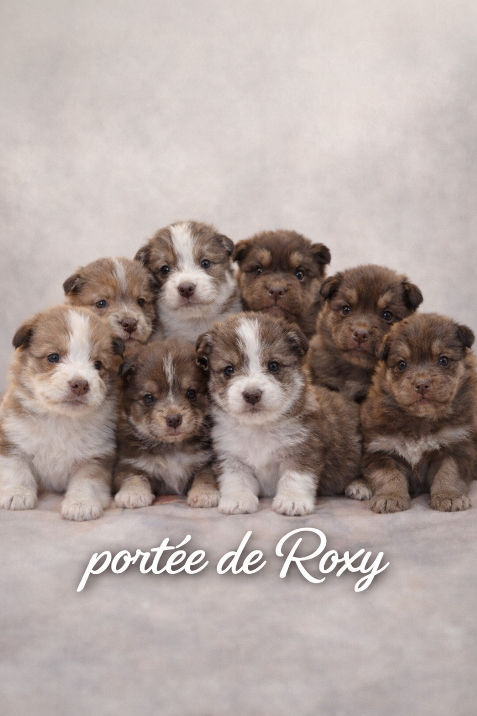 du Mont de Saana - Chien finnois de Laponie - Portée née le 09/12/2025