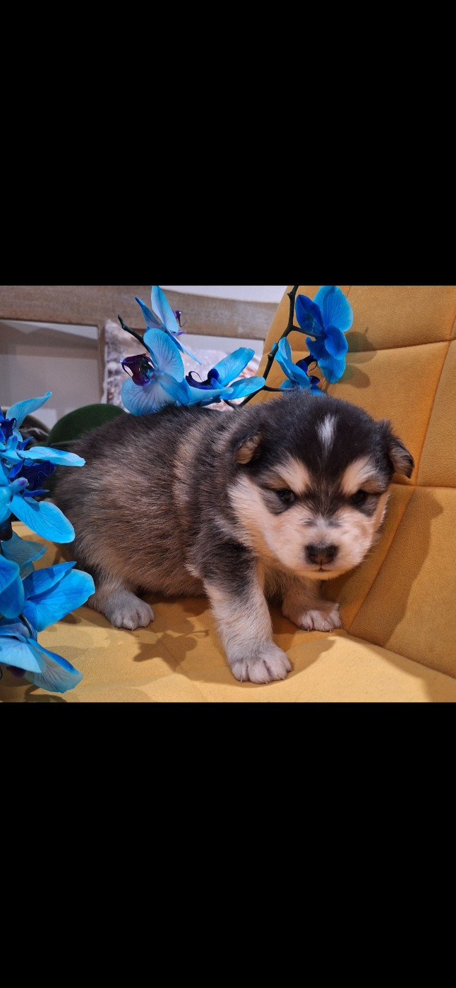 du Mont de Saana - Chiots disponibles - Chien finnois de Laponie