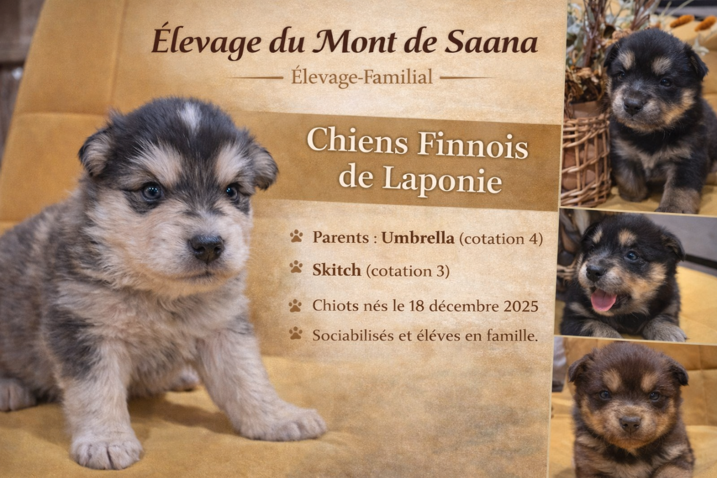 du Mont de Saana - Chien finnois de Laponie - Portée née le 18/12/2025
