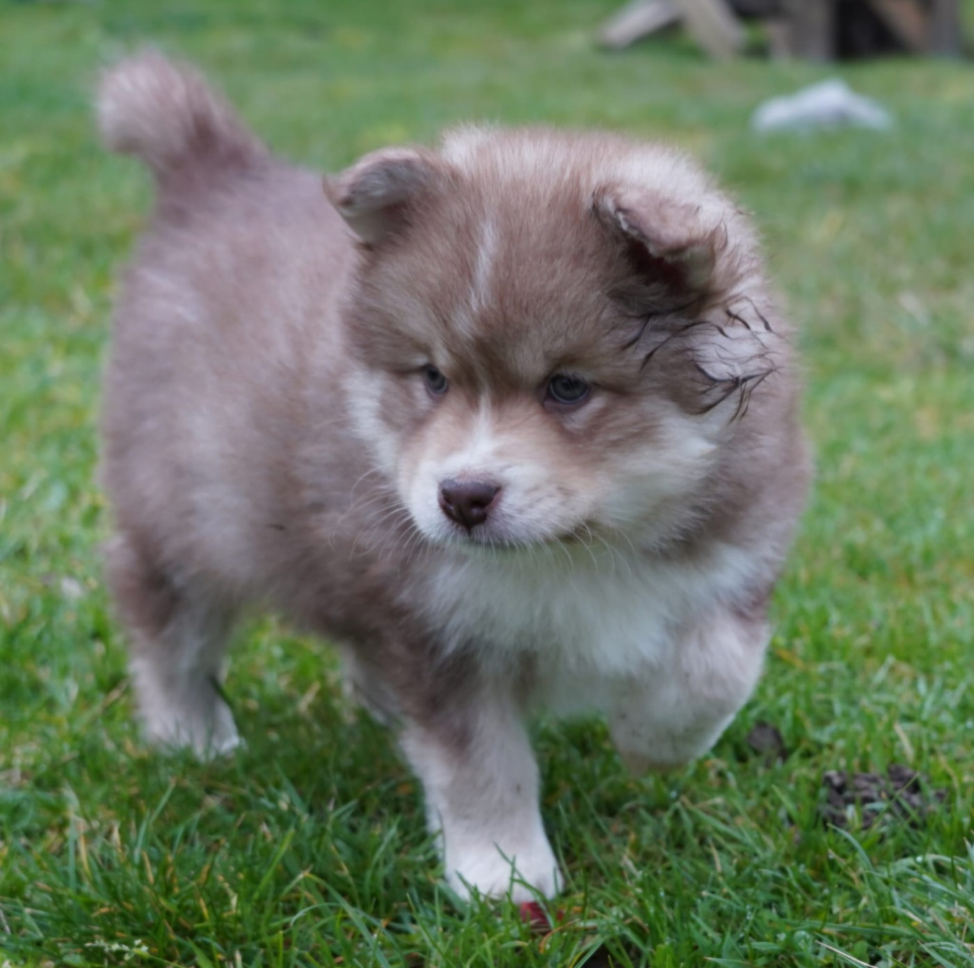 du Mont de Saana - Chiots disponibles - Chien finnois de Laponie