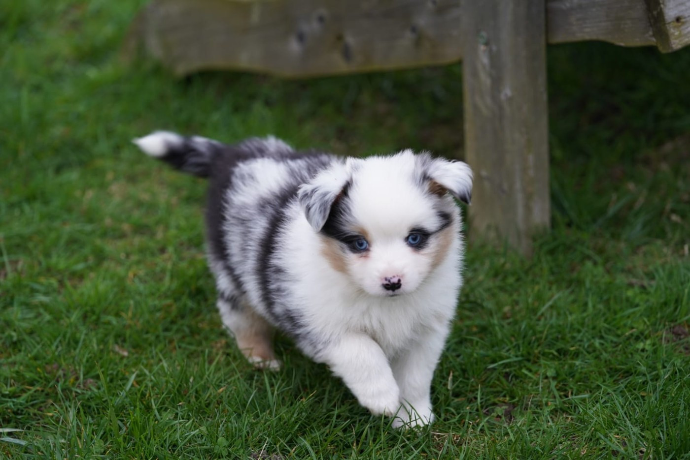 du Mont de Saana - Chiots disponibles - Berger Américain Miniature 