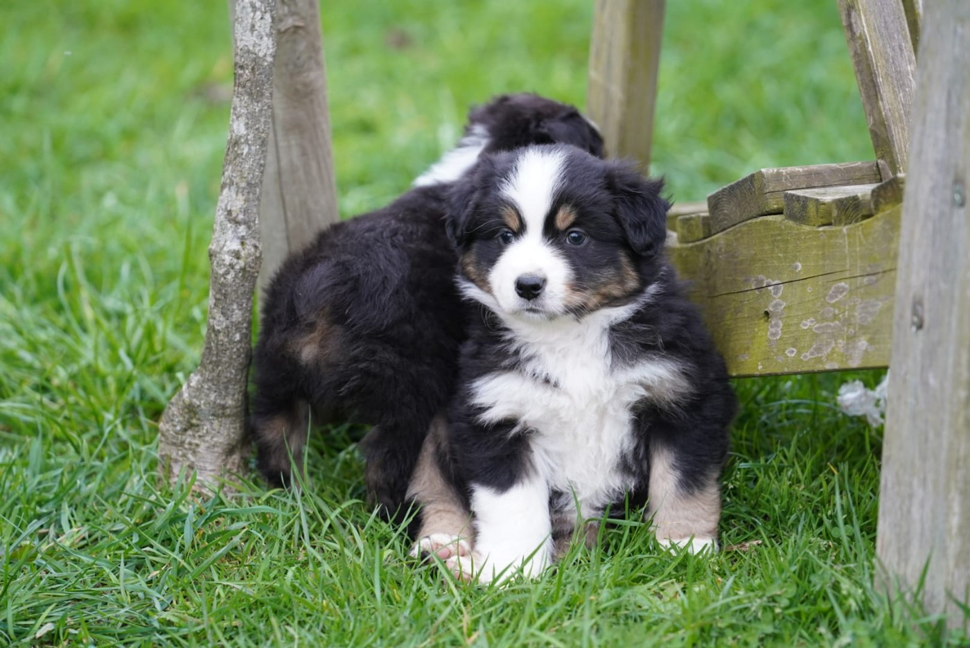 du Mont de Saana - Chiots disponibles - Berger Américain Miniature 