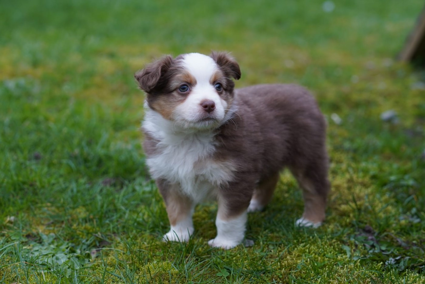 du Mont de Saana - Chiots disponibles - Berger Américain Miniature 