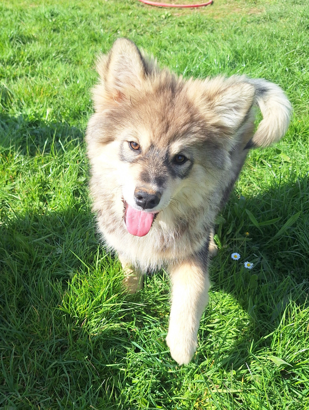 Chiot Chien finnois de Laponie du Mont de Saana