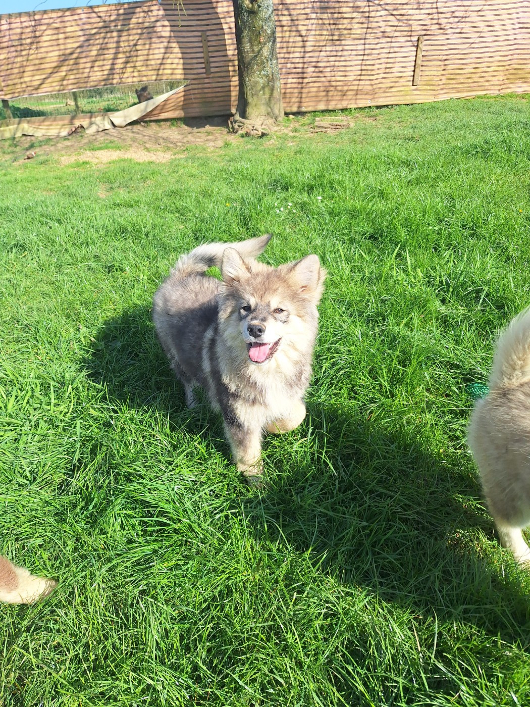 du Mont de Saana - Chiots disponibles - Chien finnois de Laponie