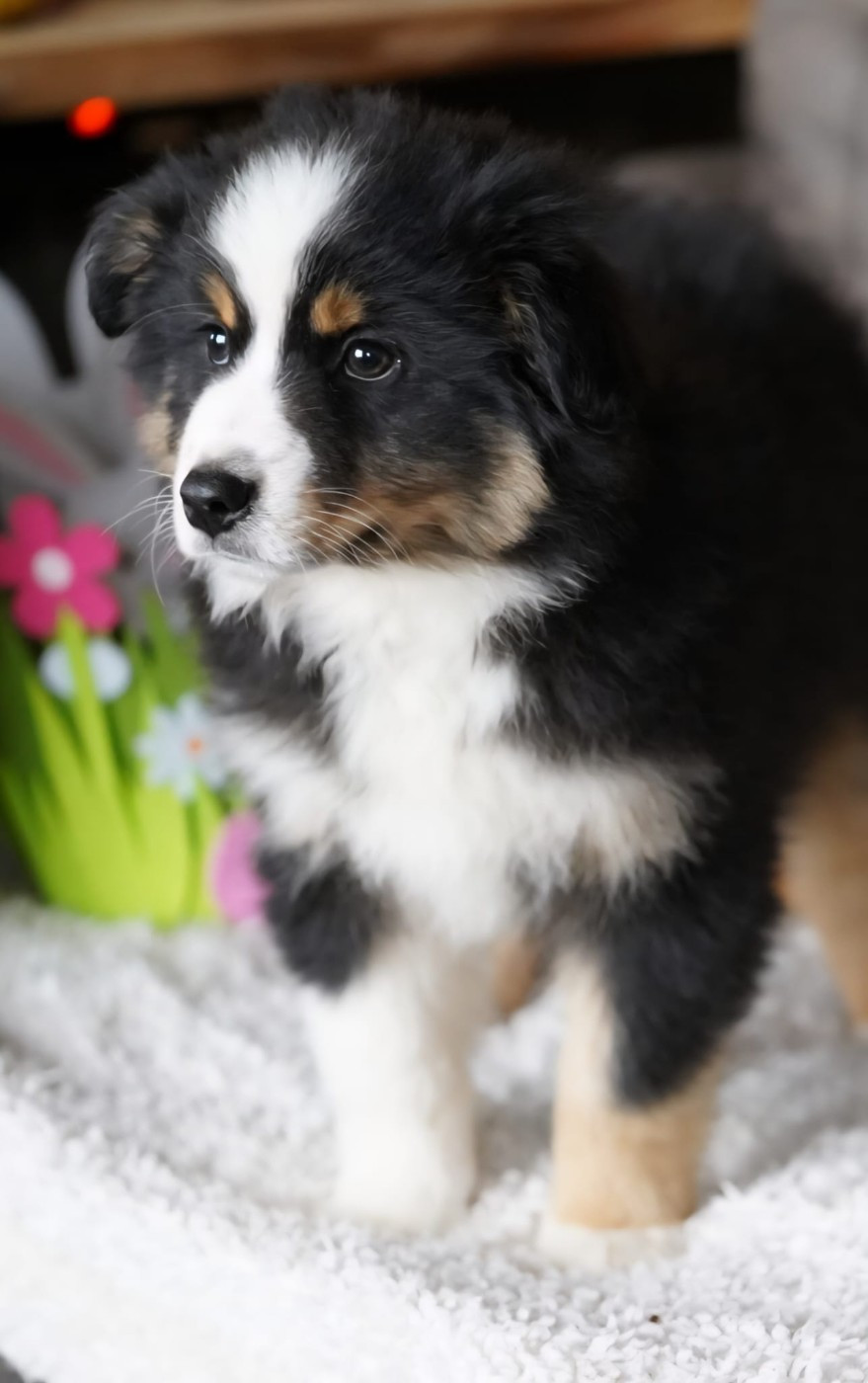 du Mont de Saana - Chiots disponibles - Berger Américain Miniature 