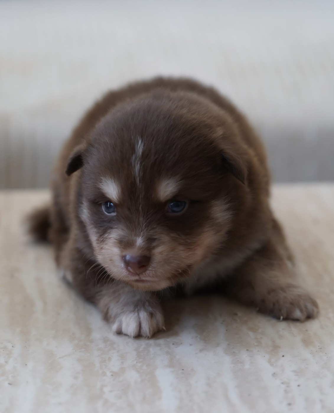du Mont de Saana - Chiots disponibles - Chien finnois de Laponie