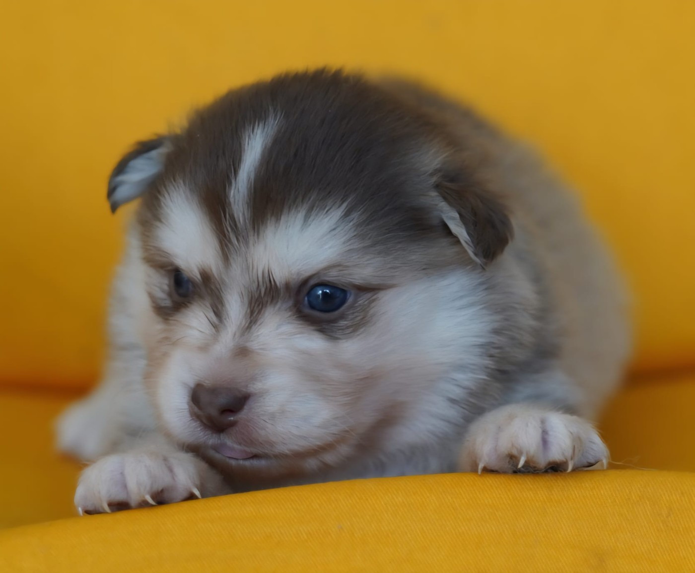 du Mont de Saana - Chiots disponibles - Chien finnois de Laponie
