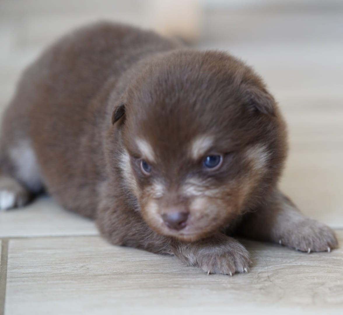 du Mont de Saana - Chiots disponibles - Chien finnois de Laponie