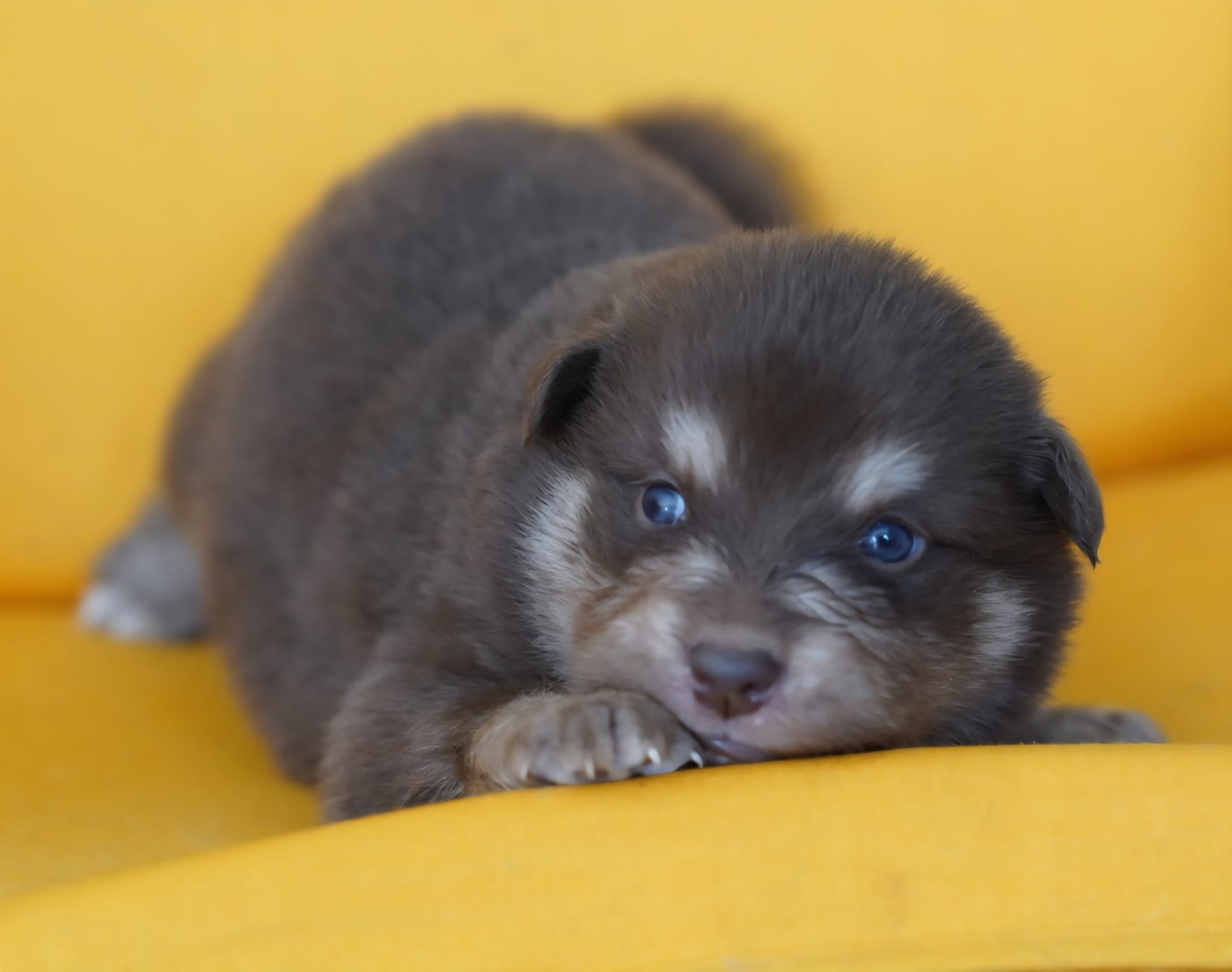 du Mont de Saana - Chiots disponibles - Chien finnois de Laponie