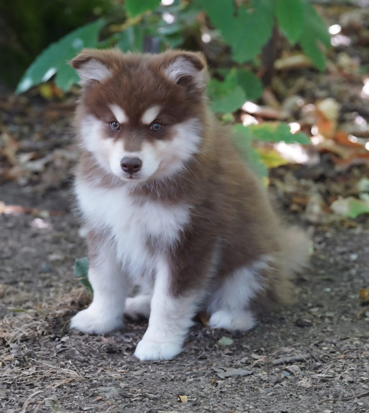du Mont de Saana - Chiots disponibles - Chien finnois de Laponie