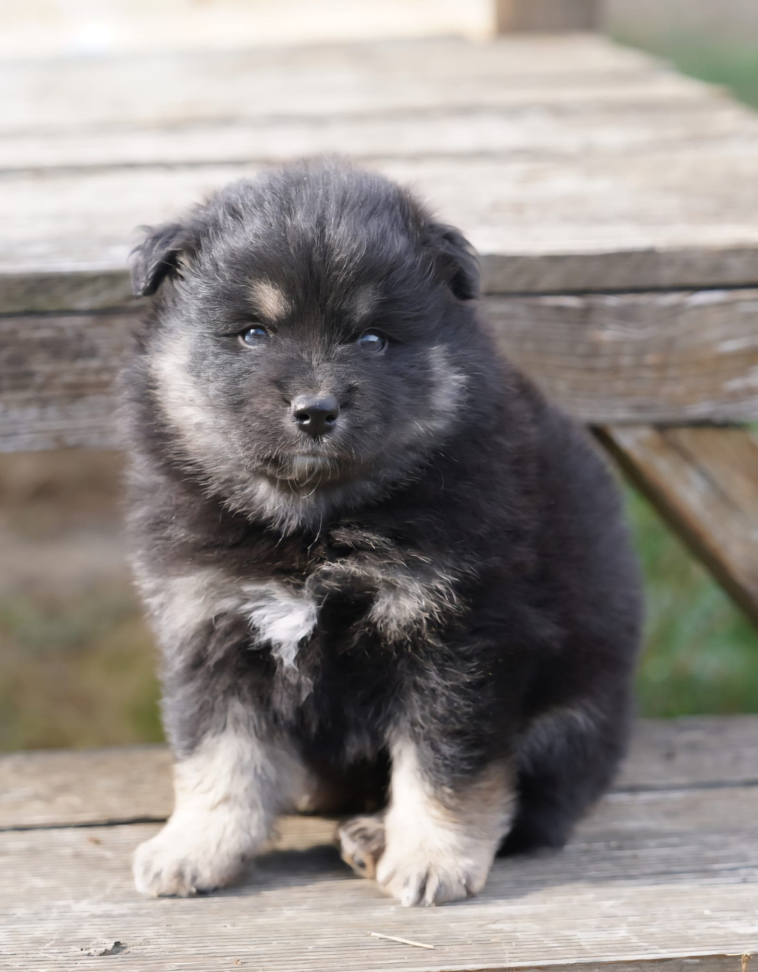 du Mont de Saana - Chiots disponibles - Chien finnois de Laponie