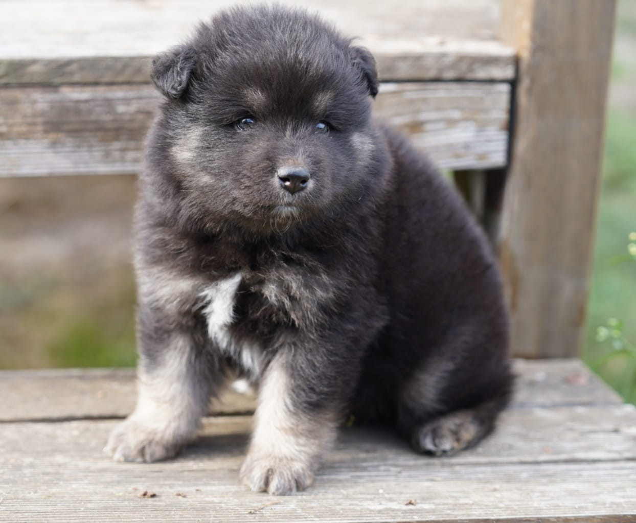 du Mont de Saana - Chiots disponibles - Chien finnois de Laponie