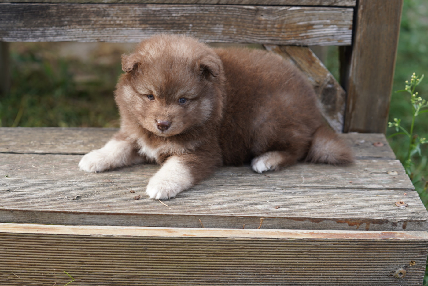 du Mont de Saana - Chiots disponibles - Chien finnois de Laponie