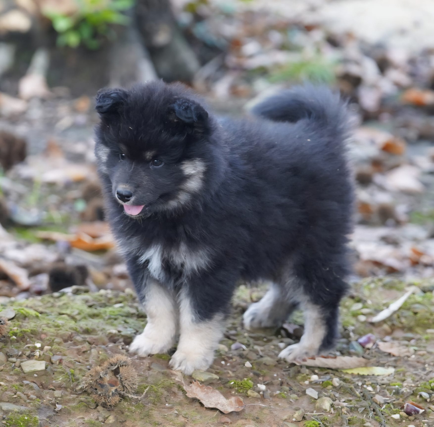 du Mont de Saana - Chiots disponibles - Chien finnois de Laponie