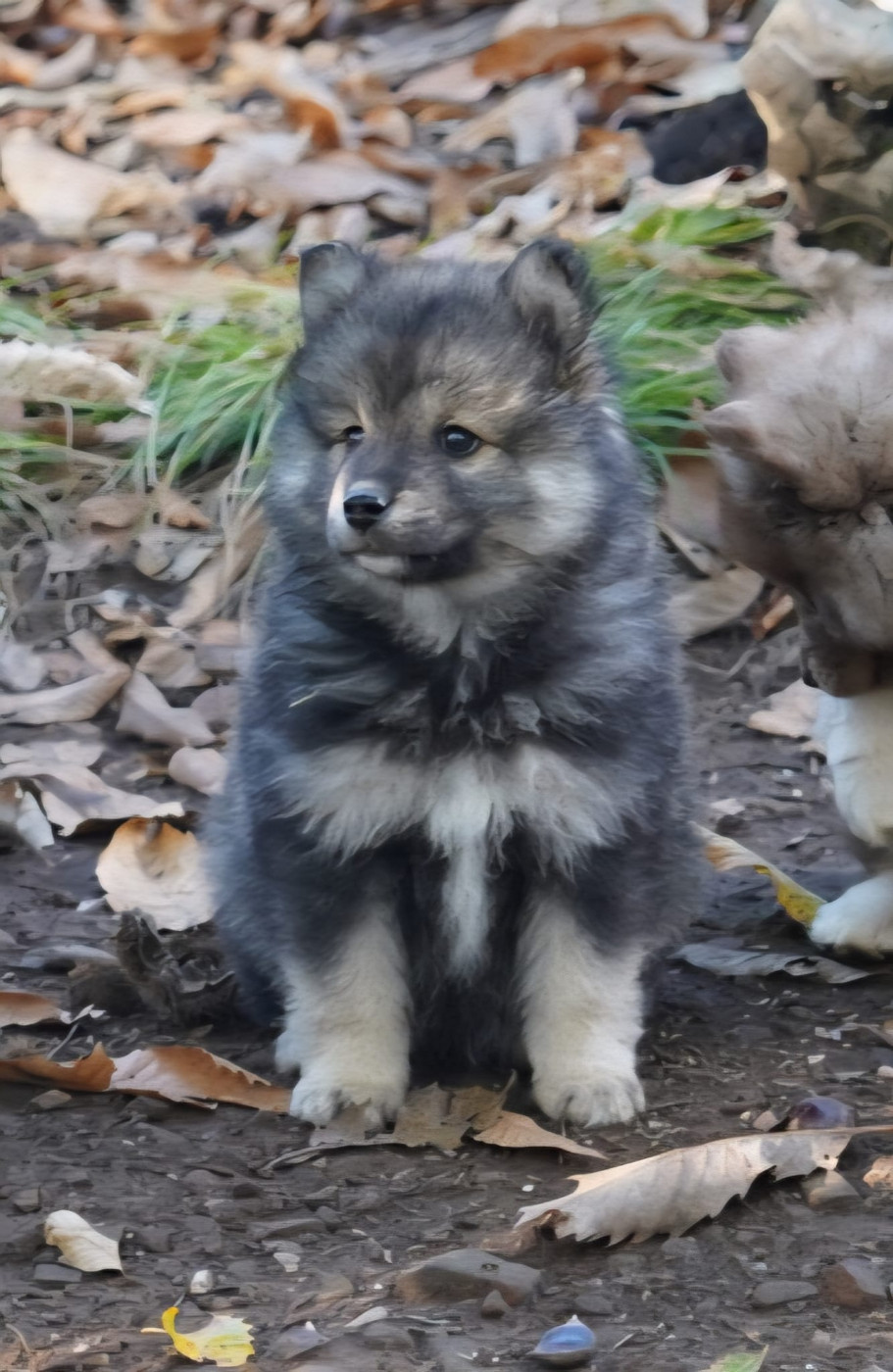 du Mont de Saana - Chiots disponibles - Chien finnois de Laponie