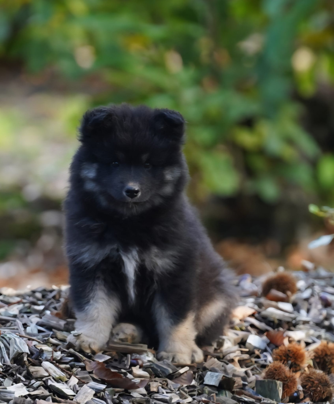 du Mont de Saana - Chiots disponibles - Chien finnois de Laponie