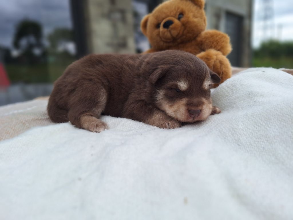 du Mont de Saana - Chiots disponibles - Chien finnois de Laponie