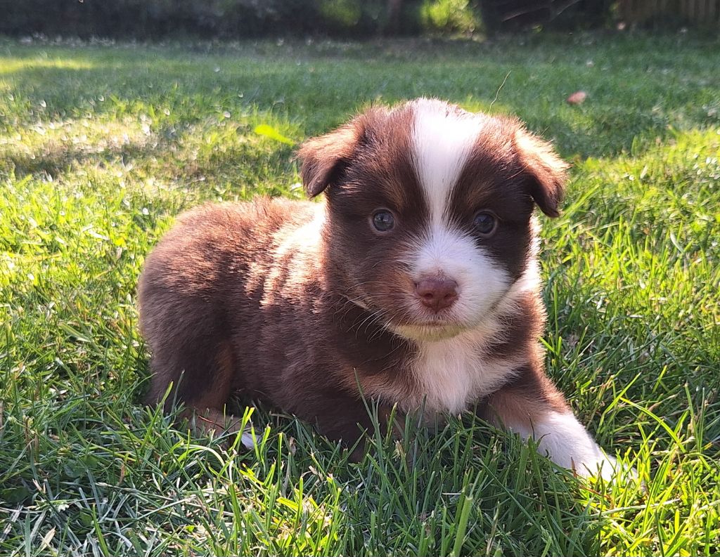 du Mont de Saana - Chiots disponibles - Berger Américain Miniature 