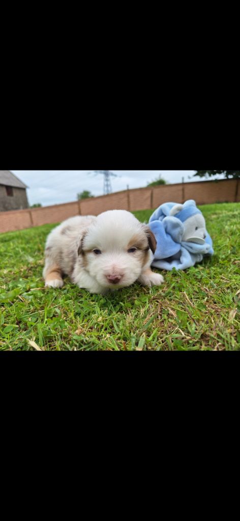 du Mont de Saana - Chiots disponibles - Berger Américain Miniature 