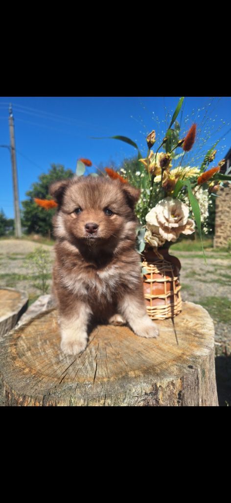 du Mont de Saana - Chiots disponibles - Chien finnois de Laponie