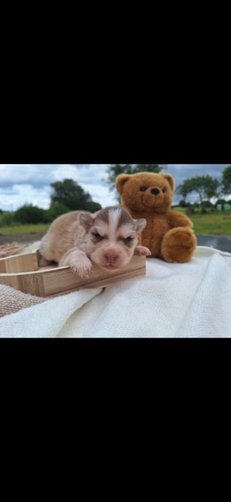 du Mont de Saana - Chiots disponibles - Chien finnois de Laponie