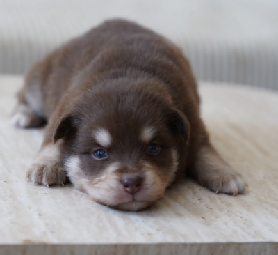 Chiot N°4