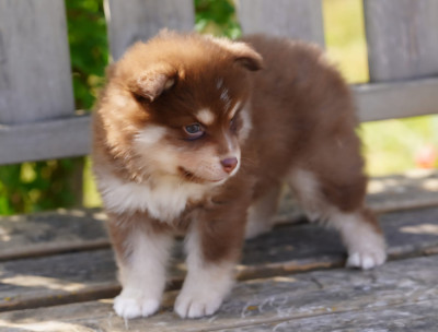 Chiot N°2