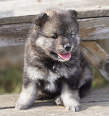 Chiot N°2