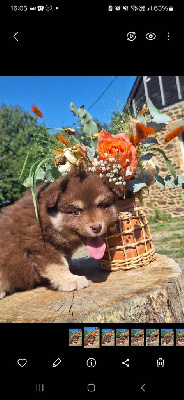 CHIOT 5