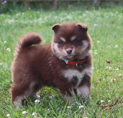 CHIOT