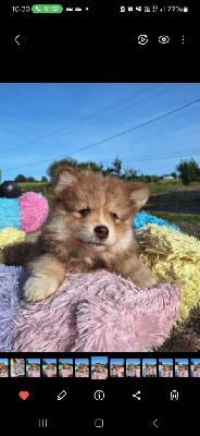 CHIOT 4