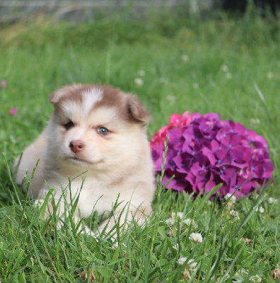 CHIOT