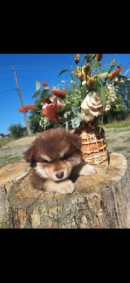 CHIOT 3