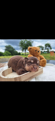 CHIOT
