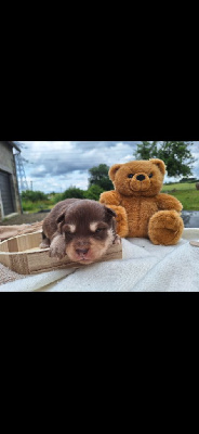 CHIOT